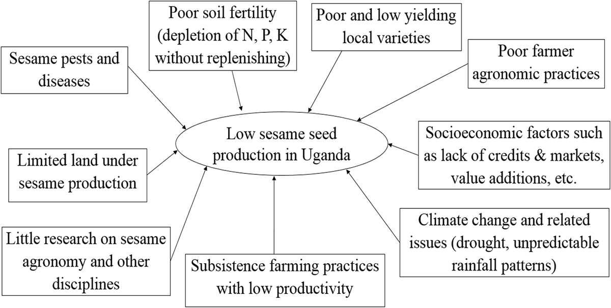 Analysis Of Sesame Seed Production And Export Trends Challenges And Strategies Towards Increasing Production In Uganda Edp Open